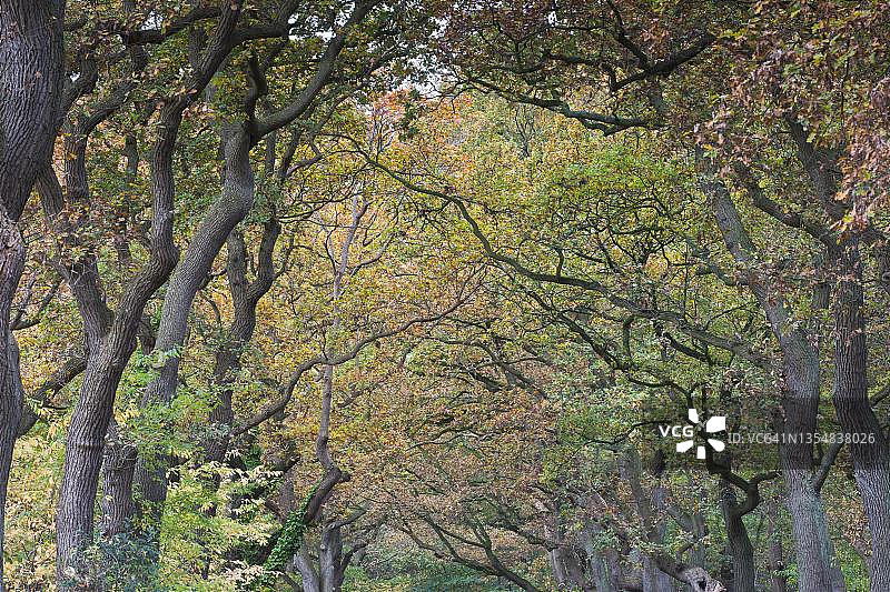 德国下萨克森州埃姆斯兰地区的英国栎树（欧洲栎）图片素材