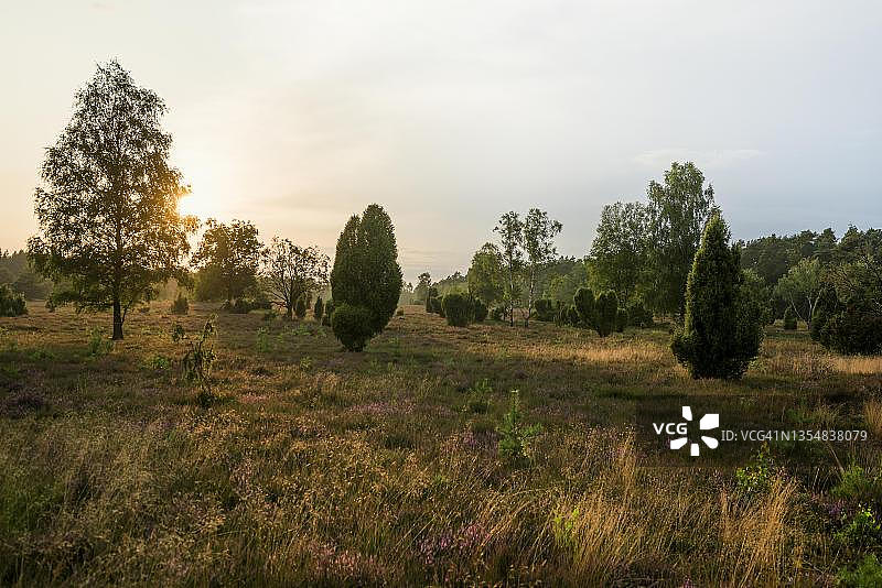 德国下萨克森吕讷堡石楠草原自然公园法斯贝格日落时分的石楠花和杜松图片素材