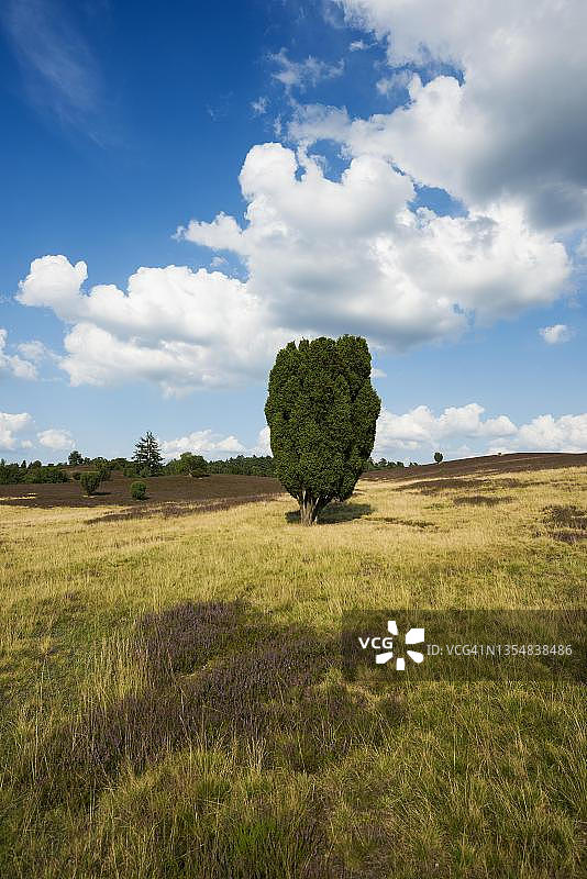 吕内堡石楠草原自然公园的石楠花和杜松（德国下萨克森州）图片素材