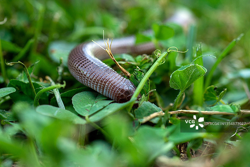 盲蛇灰盲蛇特写图片素材