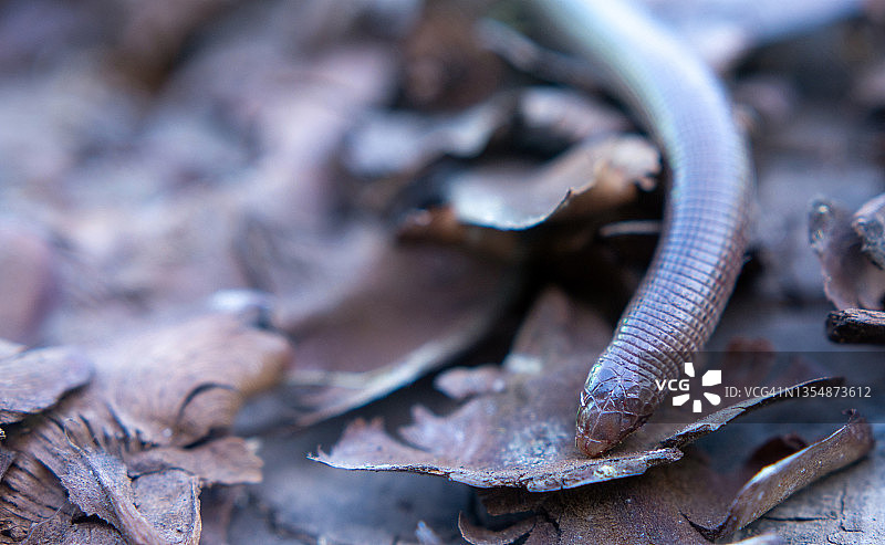 盲蛇灰盲蛇特写图片素材