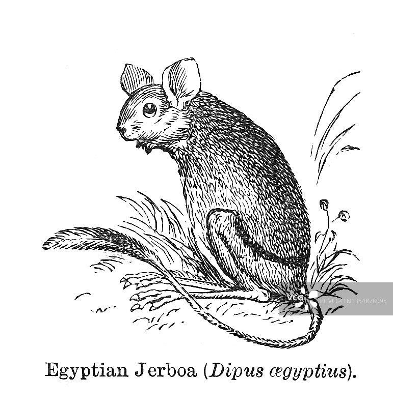 大埃及跳鼠古老雕刻插图图片素材