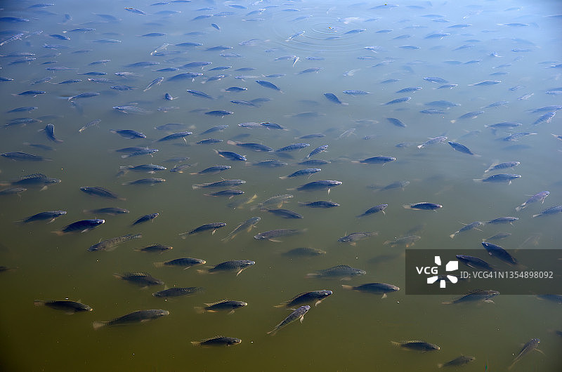 墨西哥墨西哥城查普尔特佩克公园查普尔特佩克湖中莫哈拉罗非鱼的过度繁殖图片素材