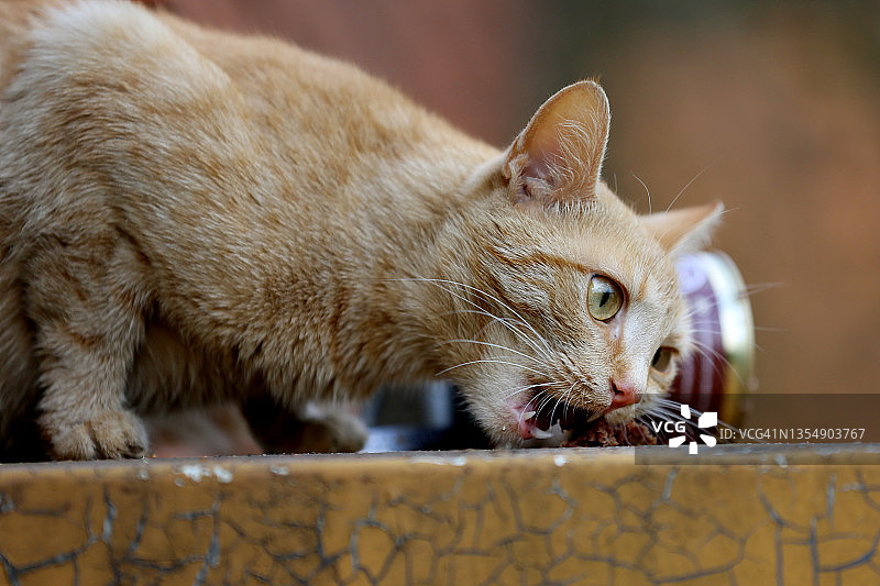 吃罐头食品的姜黄色家猫图片素材