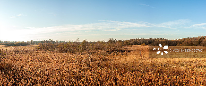秋季湿地生长的芦苇图片素材