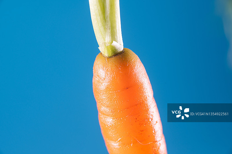 新鲜胡萝卜特写图片素材