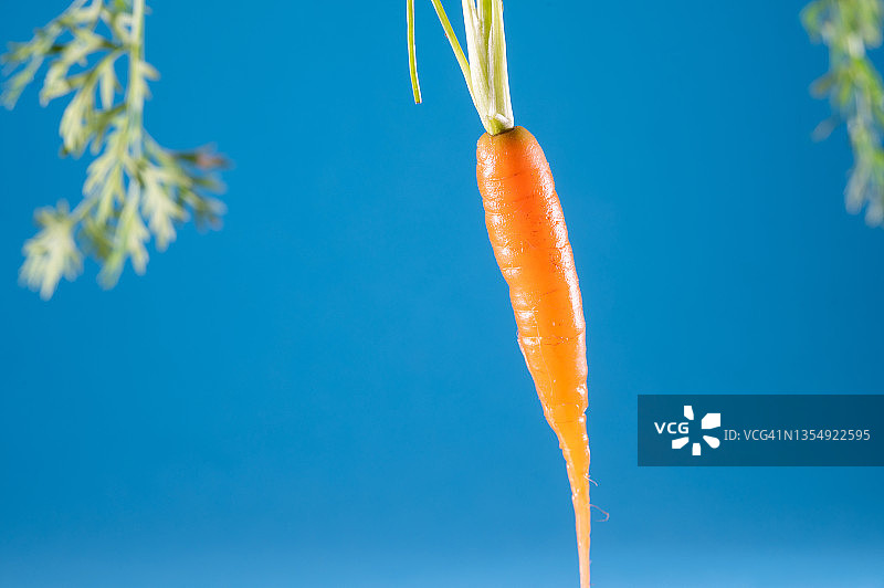 新鲜胡萝卜特写图片素材