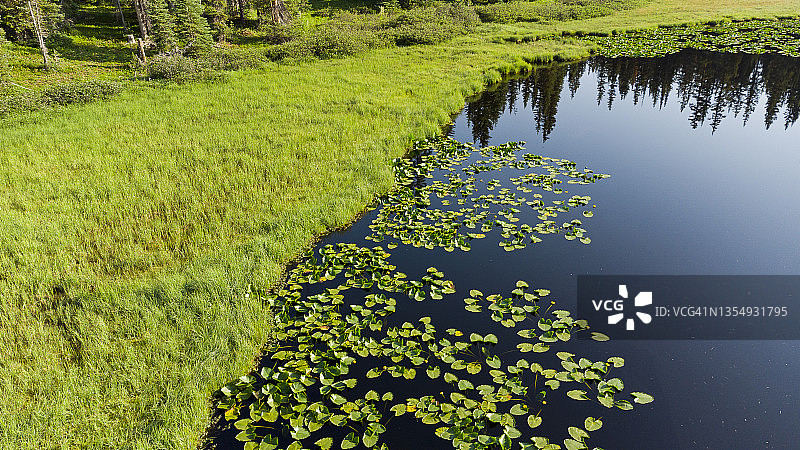 自然中的绿色图片素材