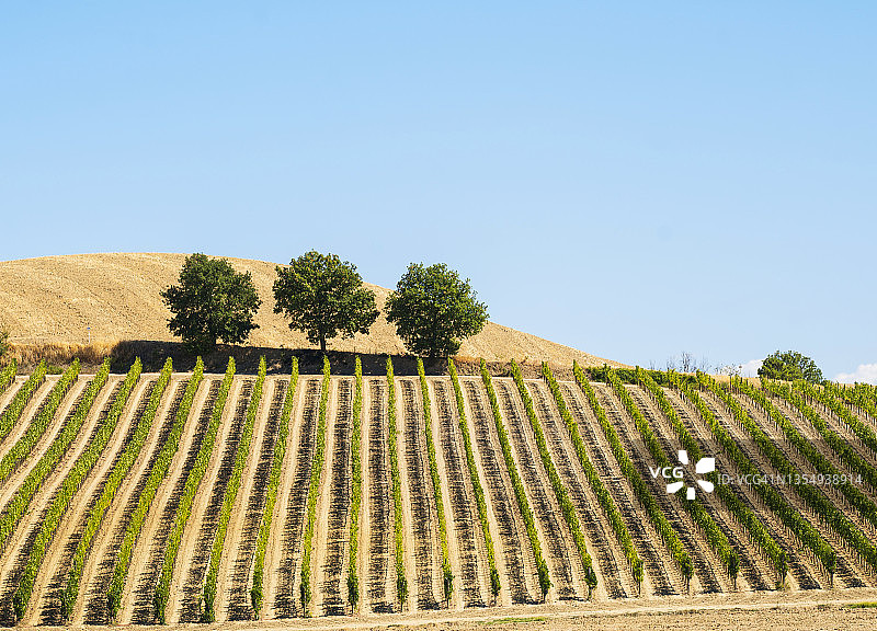意大利托斯卡纳清晨的绿色葡萄园图片素材
