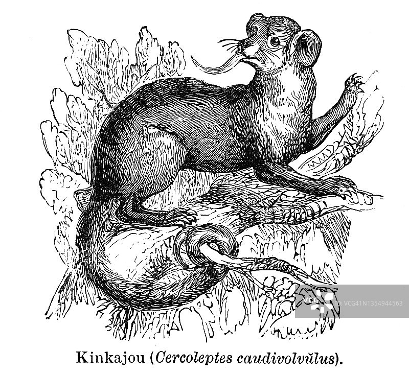 古老的蜜熊插图图片素材