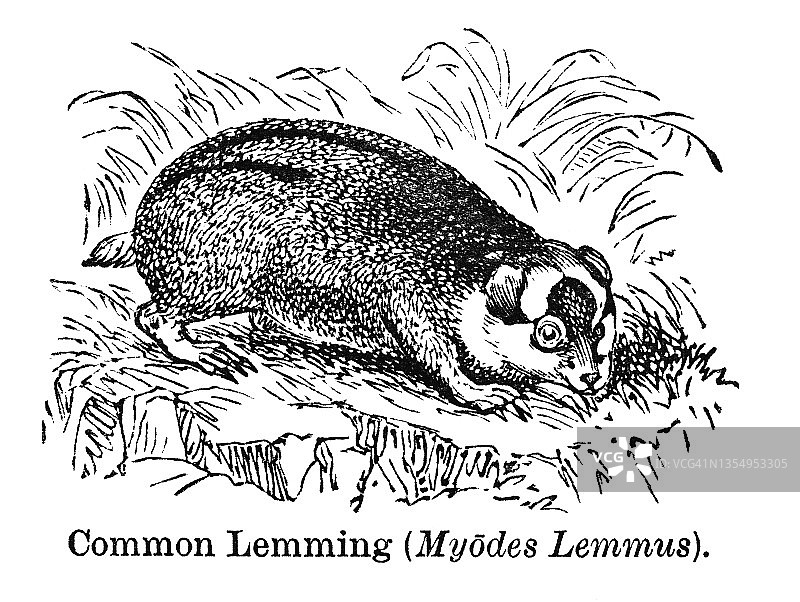 挪威旅鼠（Lemmus lemmus）的古老雕刻插图图片素材