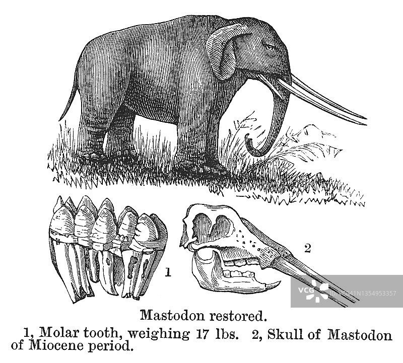 中新世时期乳齿象（今天大象的史前亲属）的古老版画插图图片素材