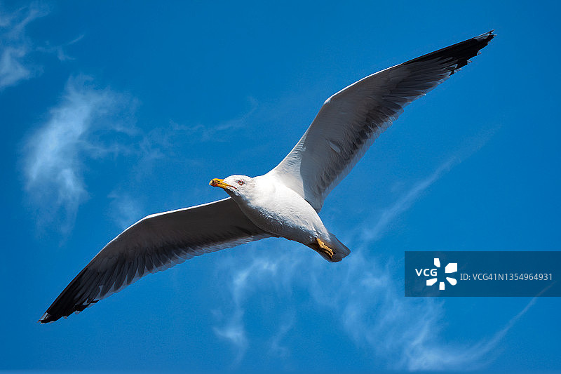 晴朗蓝天下飞翔的海鸥图片素材