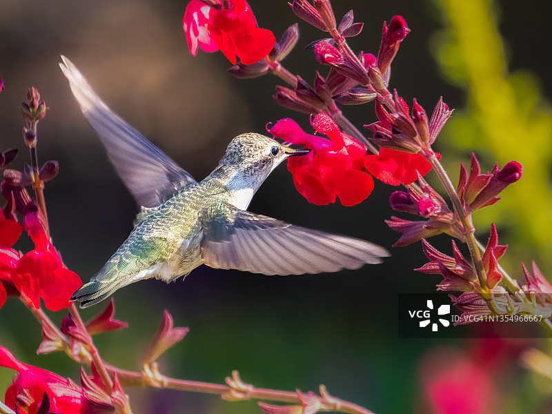 黑颏蜂鸟图片素材