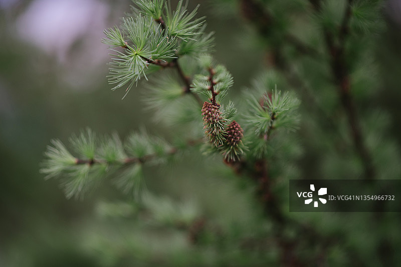 带有球果的针叶树枝图片素材