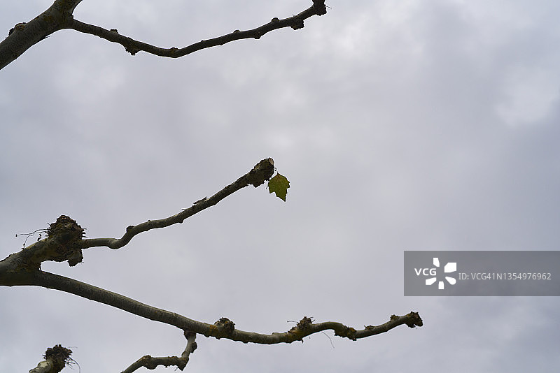 树木枯枝与绿叶的仰视特写图片素材