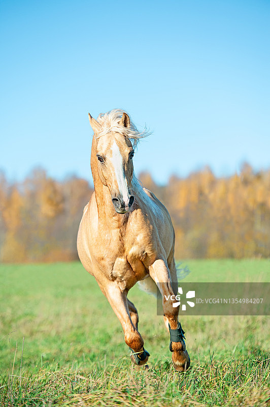 秋季田野里自由奔跑的帕洛米诺威尔士小马图片素材