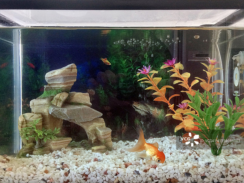 鱼缸里的金鱼图片素材