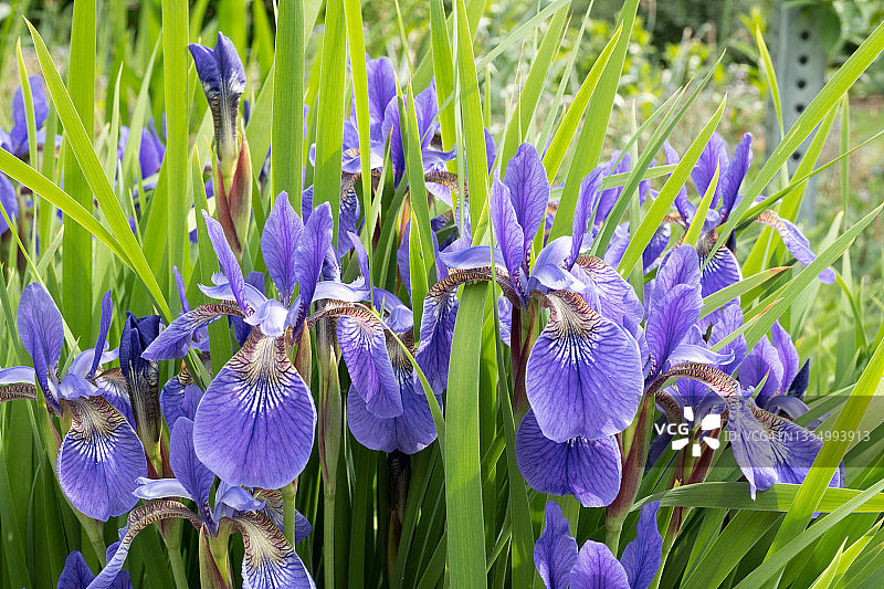 蓝色鸢尾花图片素材