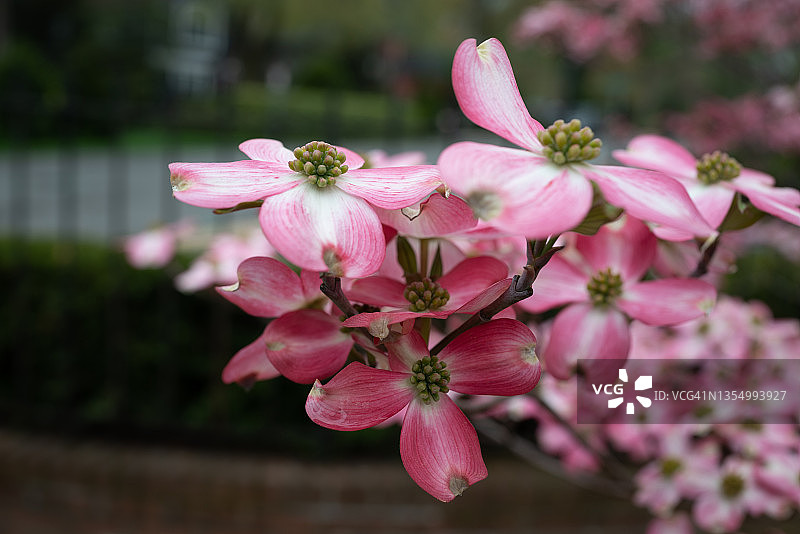 粉色山茱萸花图片素材