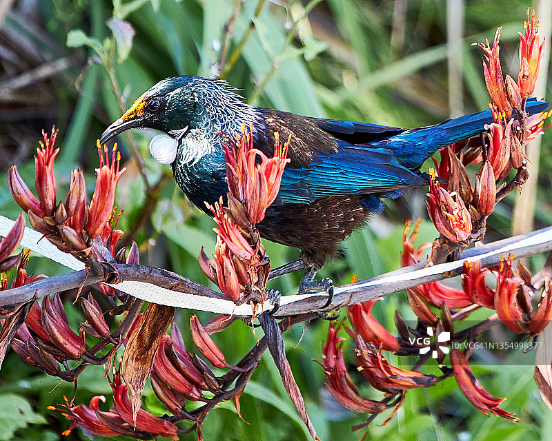 蜜雀以亚麻植物为食图片素材