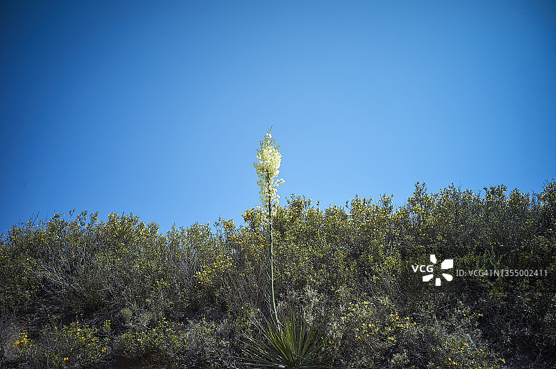 深蓝色天空下的单花图片素材