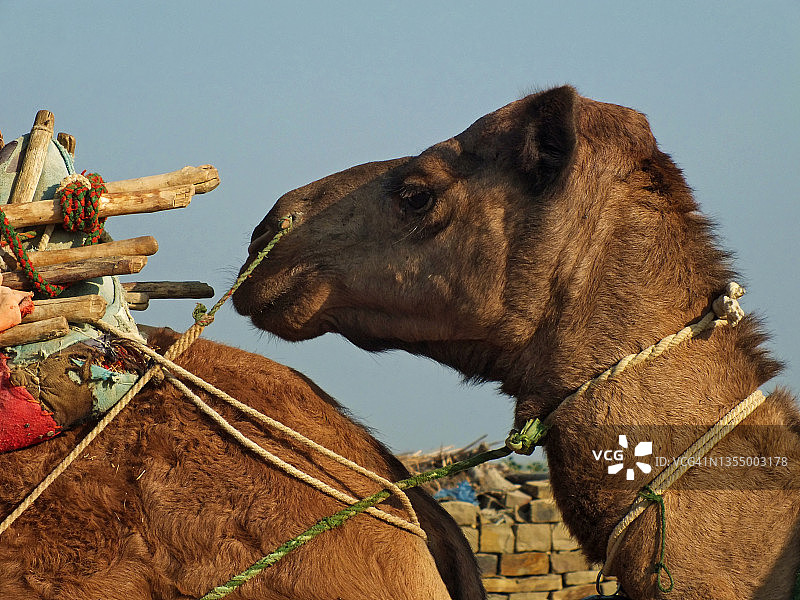 骆驼商队图片素材