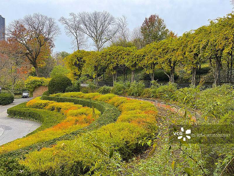 纽约中央公园花园里的弯曲灌木图片素材