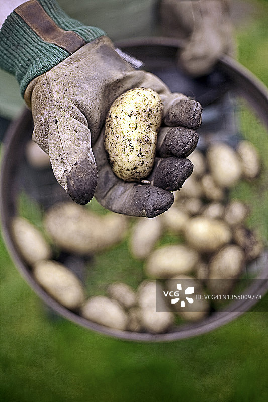 中年妇女展示新鲜土豆图片素材
