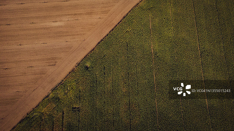 广阔玉米田边缘航拍景观图片素材