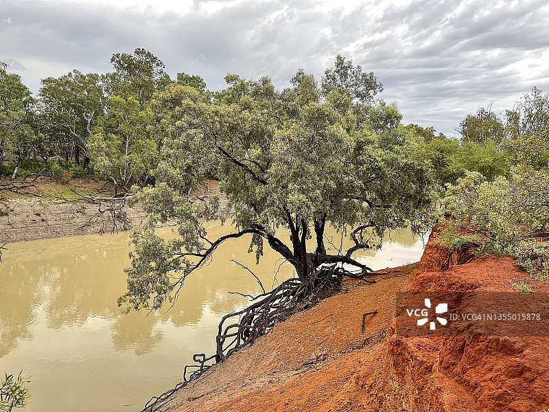 达令河、红色泥土河岸、浑浊的水和树木图片素材