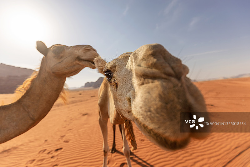 约旦沙漠中的单峰骆驼图片素材