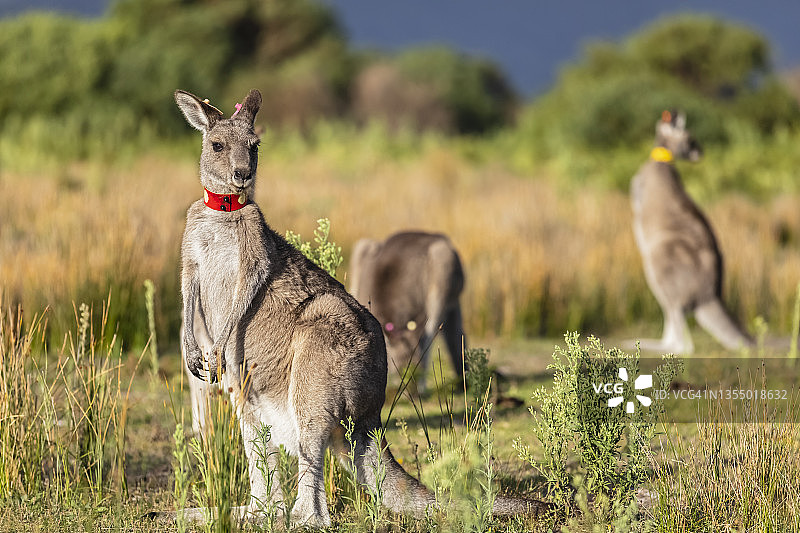 直视镜头的被标记的东部灰袋鼠图片素材