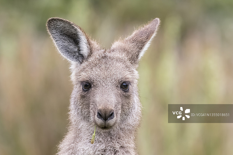直视镜头的年轻东部灰袋鼠肖像图片素材