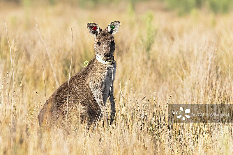 站在草地上的东部灰袋鼠（Macropus giganteus）肖像图片素材