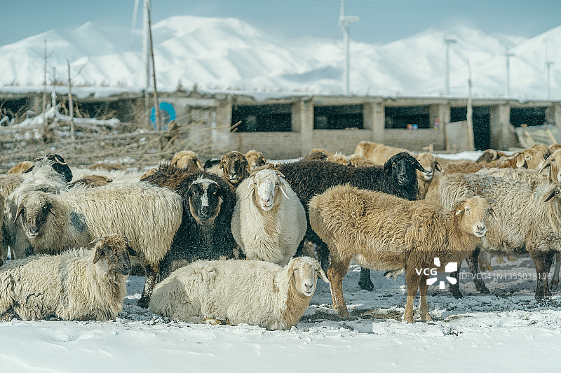 中国新疆的暴风雪中的绵羊图片素材