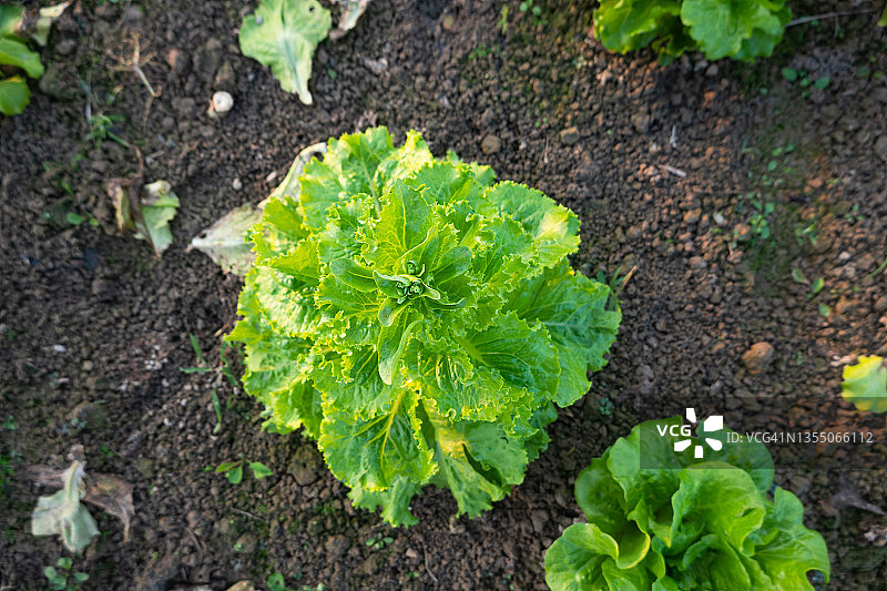 田野中开花的生菜图片素材