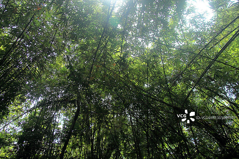 热带雨林中的竹子植物图片素材