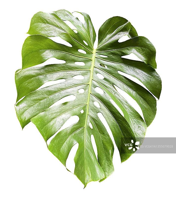 白色背景绿色龟背竹叶树（含裁剪路径）图片素材