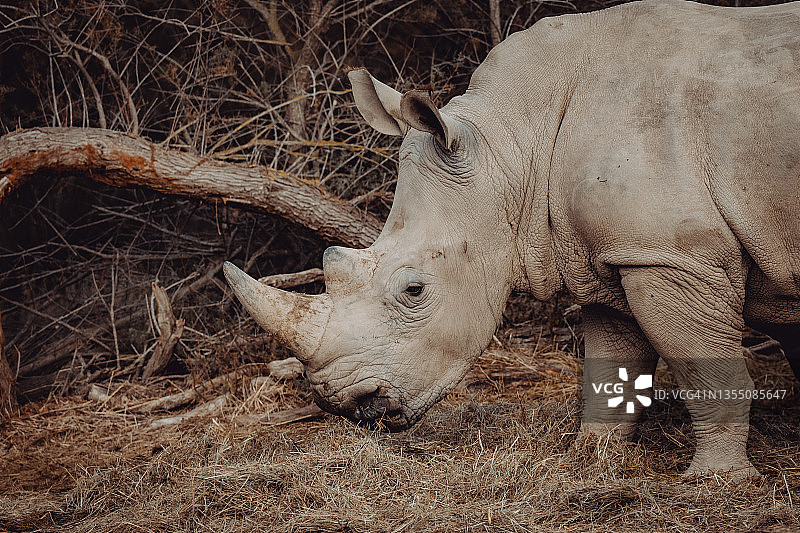 法国锡让非洲保护区内的南方白犀牛图片素材