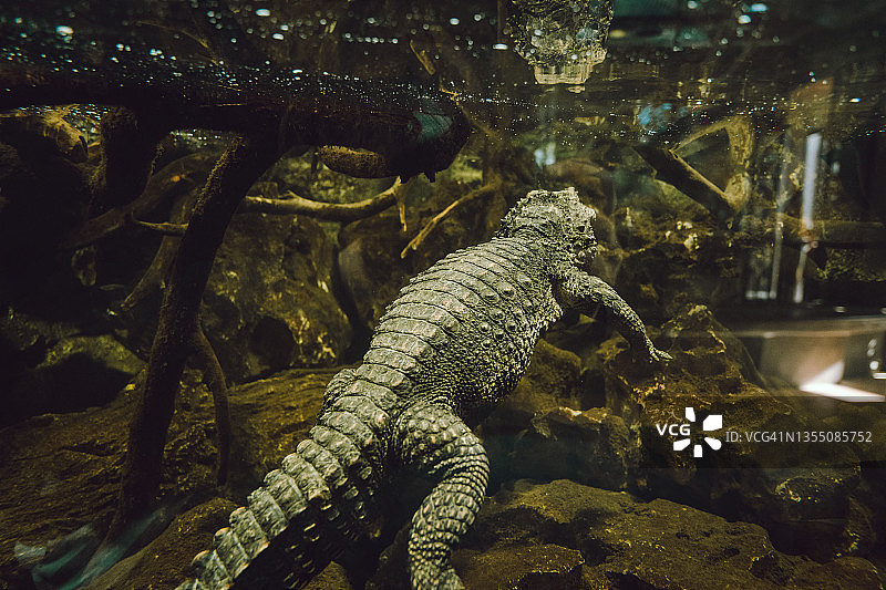 法国锡让非洲保护区的侏儒鳄图片素材