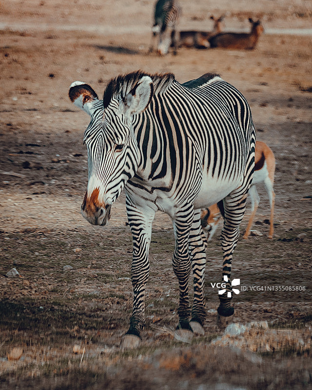 法国锡让非洲保护区的细纹斑马图片素材