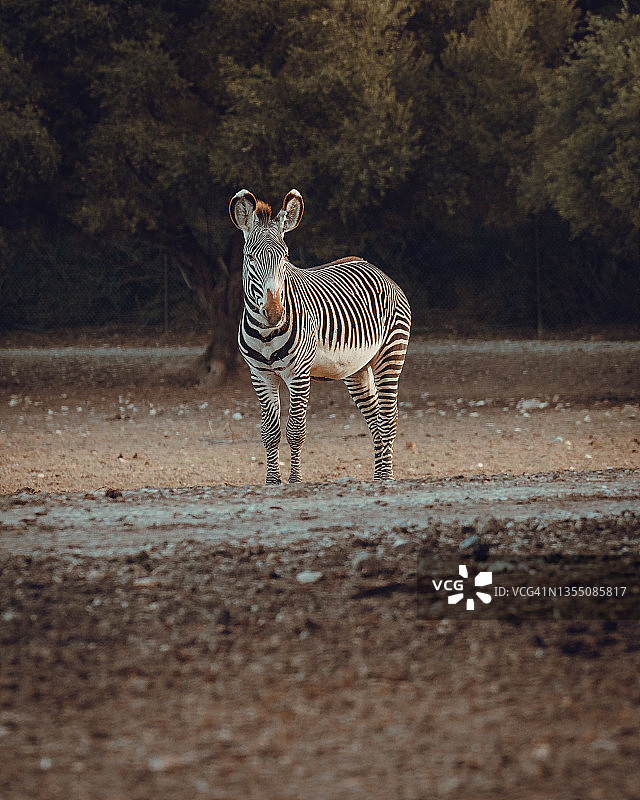 法国锡让非洲保护区的细纹斑马图片素材