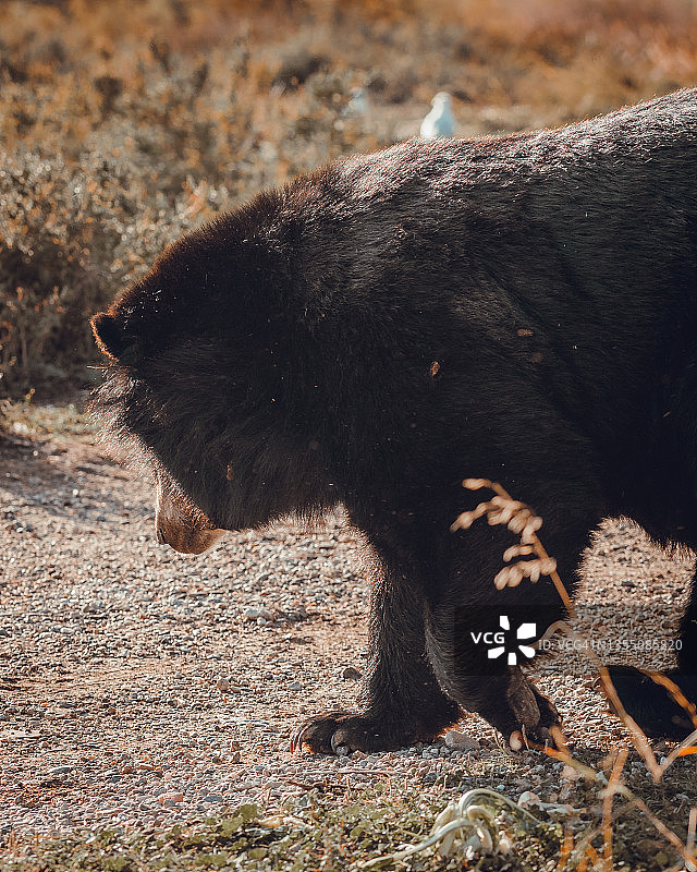 法国锡让非洲保护区的亚洲黑熊图片素材