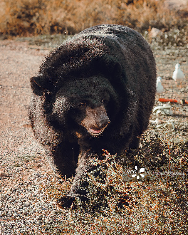 法国锡让非洲保护区的亚洲黑熊图片素材