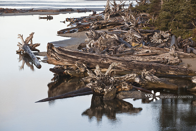 奥林匹克国家公园卡拉洛克河口形成的海湾沿岸的大型浮木，华盛顿图片素材