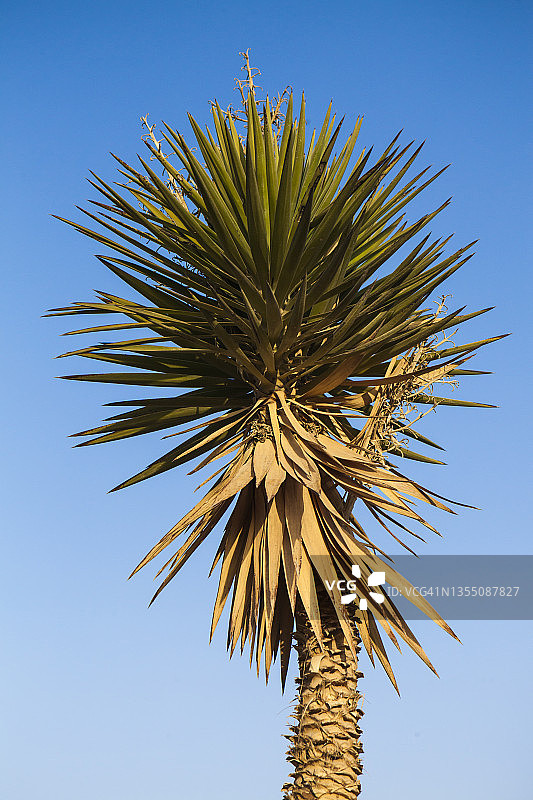 以色列埃祖兹的丝兰植物图片素材