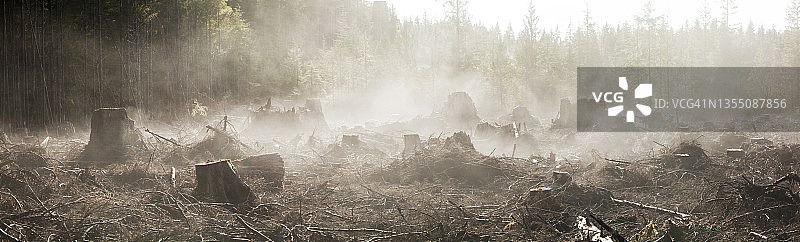 奥林匹克半岛近期砍伐区新裸露土壤冒出水蒸气图片素材