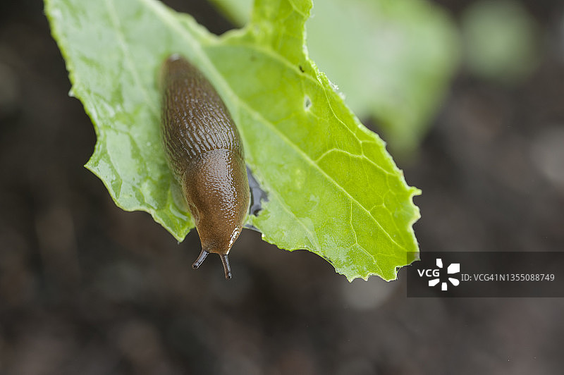 新斯科舍省哈利法克斯绿叶上的棕色蛞蝓，加拿大图片素材