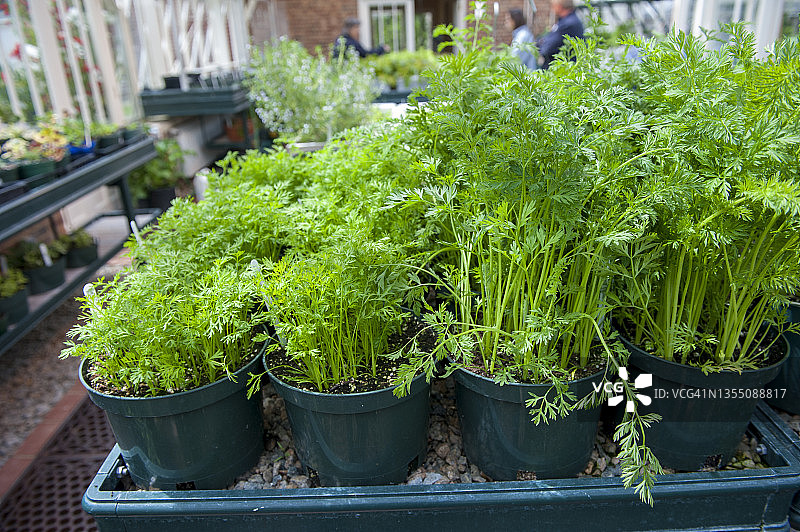加拿大新斯科舍省哈利法克斯花园中心的欧芹盆栽图片素材